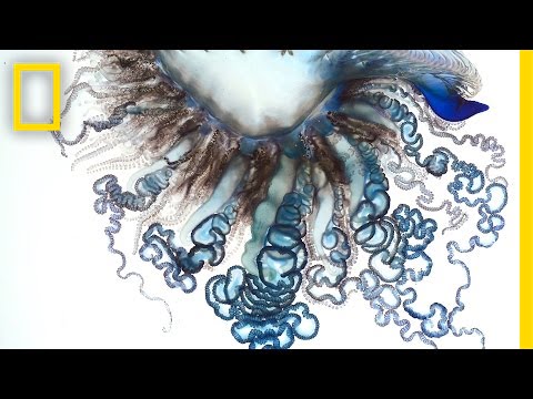 The Portuguese Man-of-War Up Close | National Geographic